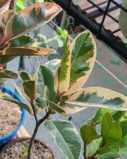 (Category: ) located in . Submitted by plantcorner (Listing ID 1457072892, Image 1). Description: .
