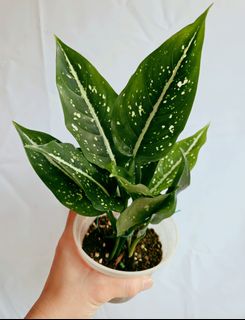 (Category: ) located in . Submitted by goodflorist (Listing ID 1457298649, Image 1). Description: .