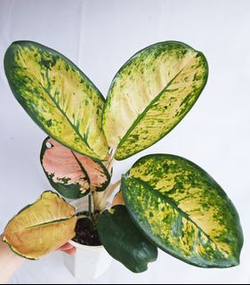 (Category: ) located in . Submitted by goodflorist (Listing ID 1457300959, Image 1). Description: .