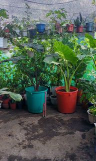 (Category: ) located in . Submitted by plantcorner (Listing ID 1457286779, Image 1). Description: .