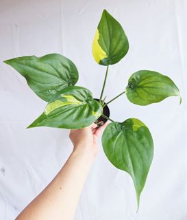 (Category: ) located in . Submitted by goodflorist (Listing ID 1457298161, Image 1). Description: .