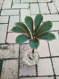 (Category: ) located in . Submitted by awwqa (Listing ID 1457247288, Image 1). Description: .
