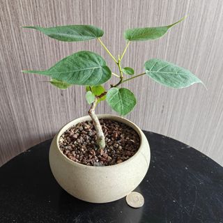 (Category: ) located in . Submitted by sgbonsai (Listing ID 1449403931, Image 1). Description: .