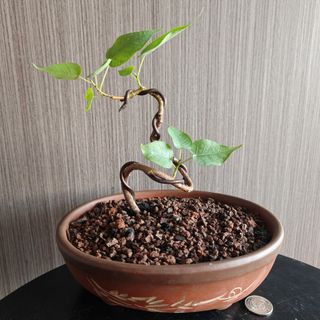 (Category: ) located in . Submitted by sgbonsai (Listing ID 1457177402, Image 1). Description: .