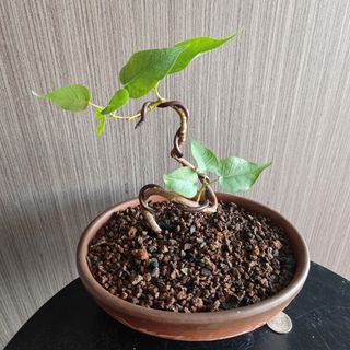 (Category: ) located in . Submitted by sgbonsai (Listing ID 1457177402, Image 1). Description: .