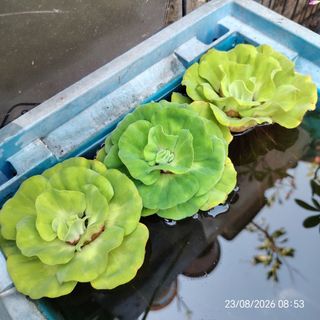 (Category: ) located in . Submitted by aunco (Listing ID 1457066028, Image 1). Description: .