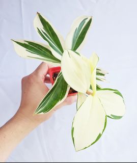 (Category: ) located in . Submitted by goodflorist (Listing ID 1457298950, Image 1). Description: .