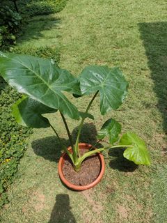 (Category: ) located in . Submitted by gardensnick (Listing ID 1457171576, Image 1). Description: .