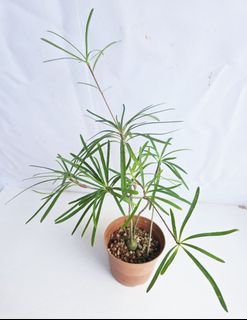 (Category: ) located in . Submitted by goodflorist (Listing ID 1457298522, Image 1). Description: .