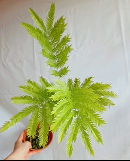 (Category: ) located in . Submitted by goodflorist (Listing ID 1457298411, Image 1). Description: .