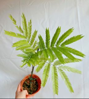(Category: ) located in . Submitted by goodflorist (Listing ID 1457300609, Image 1). Description: .