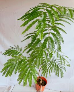 (Category: ) located in . Submitted by goodflorist (Listing ID 1457301326, Image 1). Description: .