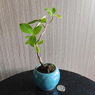 (Category: ) located in . Submitted by sgbonsai (Listing ID 1457179361, Image 1). Description: .