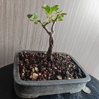 (Category: ) located in . Submitted by sgbonsai (Listing ID 1457172936, Image 1). Description: .