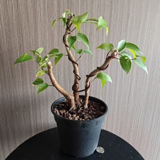 (Category: ) located in . Submitted by sgbonsai (Listing ID 1457175452, Image 1). Description: .