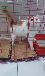 (Kategori: ) berada di . Dikirim oleh tikaaa17 (ID iklan 1457264365, Gambar 1). Deskripsi: .