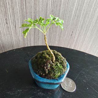 (Category: ) located in . Submitted by sgbonsai (Listing ID 1457180656, Image 1). Description: .
