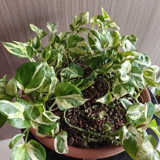 (Category: ) located in . Submitted by sgbonsai (Listing ID 1457213610, Image 1). Description: .