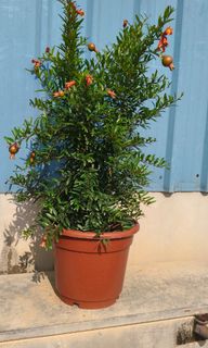 (Category: ) located in . Submitted by jtflorist (Listing ID 1457148678, Image 1). Description: .