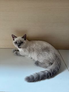 (Kategori: ) berada di . Dikirim oleh sena02_ (ID iklan 1457198227, Gambar 1). Deskripsi: .