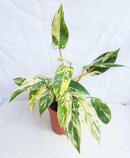 (Category: ) located in . Submitted by goodflorist (Listing ID 1457299363, Image 1). Description: .