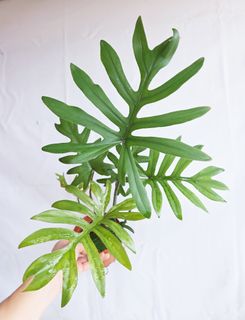 (Category: ) located in . Submitted by goodflorist (Listing ID 1457299196, Image 1). Description: .