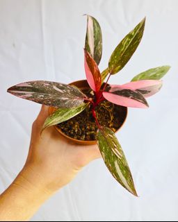 (Category: ) located in . Submitted by goodflorist (Listing ID 1457296879, Image 1). Description: .