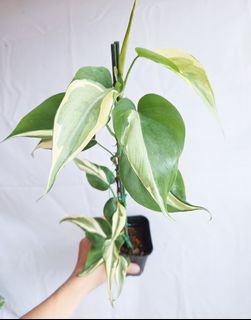 (Category: ) located in . Submitted by goodflorist (Listing ID 1457297657, Image 1). Description: .