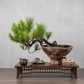 Bonsai  Collection item 2