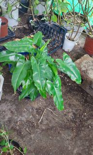 (Category: ) located in . Submitted by plantcorner (Listing ID 1457286973, Image 1). Description: .