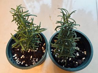 （分類：）位於 。 由 cloudy.202209 提交（商品編號 1457242861，圖片 1）。簡介： 。