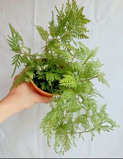 (Category: ) located in . Submitted by goodflorist (Listing ID 1457298293, Image 1). Description: .