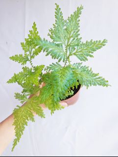 (Category: ) located in . Submitted by goodflorist (Listing ID 1456159563, Image 1). Description: .