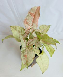 (Category: ) located in . Submitted by goodflorist (Listing ID 1457297403, Image 1). Description: .