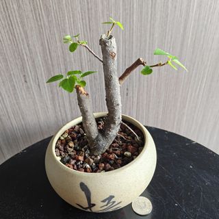 (Category: ) located in . Submitted by sgbonsai (Listing ID 1457168733, Image 1). Description: .