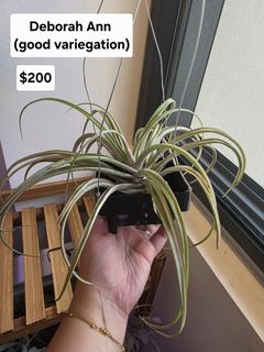 (Category: ) located in . Submitted by mplant (Listing ID 1457329623, Image 1). Description: .