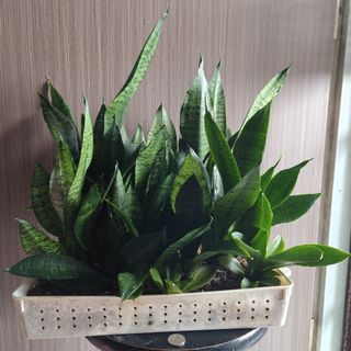 (Category: ) located in . Submitted by sgbonsai (Listing ID 1457211346, Image 1). Description: .