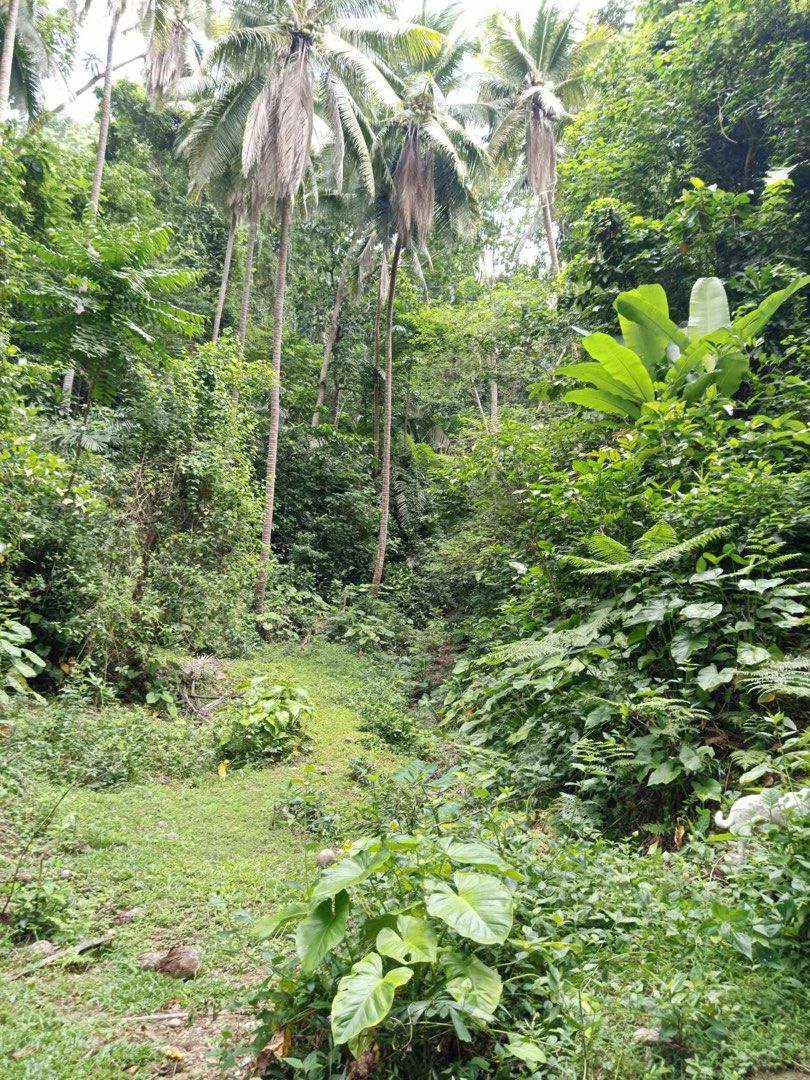 6,056 SQM Coco farm Lot (Category: Lot) located in Caloocan City. Submitted by ethelle_1122 (Listing ID 1457339784, Image 1). Description: 🌴 COCONUT FARM LOT FOR SALE 🌴 📍 Ilaya, Bunganay, Boac, Marinduque 📐 Lot Area: 6,056 SQM 💰 ₱300/SQM – Negotiable 💵 Total Asking Price: ₱1,816,800 🌴 With existing coconut trees ⛰️ Slightly rolling terrain 🚶 Walking access going to the property — vehicle access is not yet available directly to the lot. 📑