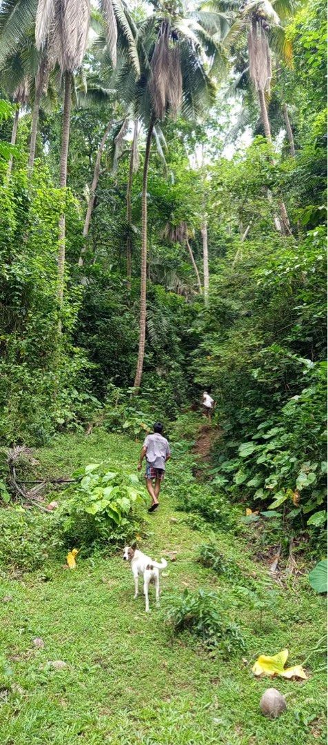 6,056 SQM Coco farm Lot (Category: Lot) located in Caloocan City. Submitted by ethelle_1122 (Listing ID 1457339784, Image 3). Description: 🌴 COCONUT FARM LOT FOR SALE 🌴 📍 Ilaya, Bunganay, Boac, Marinduque 📐 Lot Area: 6,056 SQM 💰 ₱300/SQM – Negotiable 💵 Total Asking Price: ₱1,816,800 🌴 With existing coconut trees ⛰️ Slightly rolling terrain 🚶 Walking access going to the property — vehicle access is not yet available directly to the lot. 📑