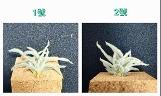 （分類：）位於 。 由 sunlight_garden 提交（商品編號 1457480797，圖片 1）。簡介： 。