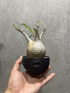 （分類：）位於 。 由 da1111222 提交（商品編號 1457390711，圖片 1）。簡介： 。