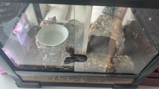 （分類：）位於 。 由 cc_2001 提交（商品編號 1457331668，圖片 1）。簡介： 。
