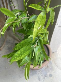 (Category: ) located in . Submitted by rimbunpokok (Listing ID 1457389274, Image 1). Description: .