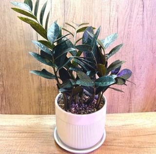 (Category: ) located in . Submitted by lushglassdoor (Listing ID 1457434954, Image 1). Description: .