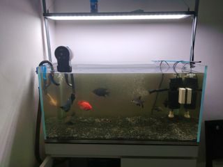 (Category: ) located in . Submitted by ed.cichlids (Listing ID 1453478016, Image 1). Description: .