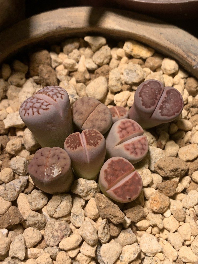Lithops (plants) (Category: Plants & Seeds) located in Pasay City. Submitted by cjjdb (Listing ID 1457455725, Image 1). Description: Lithops ₱150 per head 📍Malibay Pasay City.