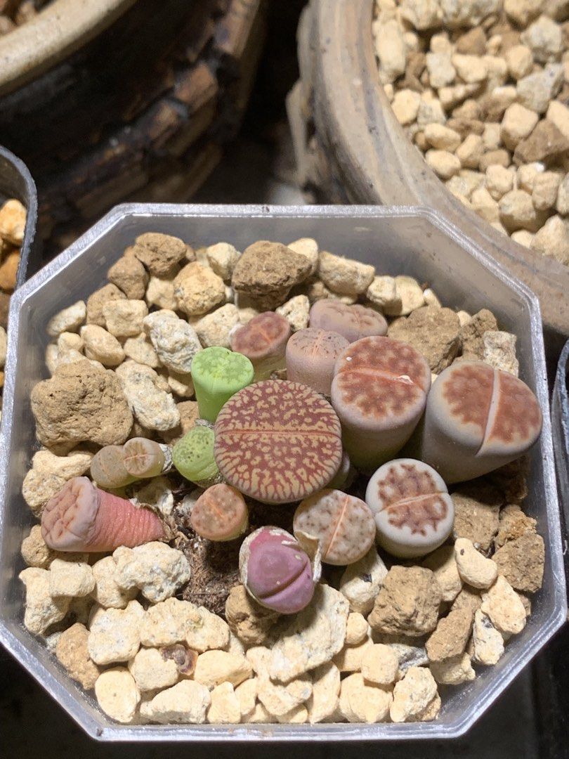Lithops (plants) (Category: Plants & Seeds) located in Pasay City. Submitted by cjjdb (Listing ID 1457455725, Image 2). Description: Lithops ₱150 per head 📍Malibay Pasay City.