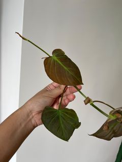 (Category: ) located in . Submitted by more.plants.here (Listing ID 1457453416, Image 1). Description: .