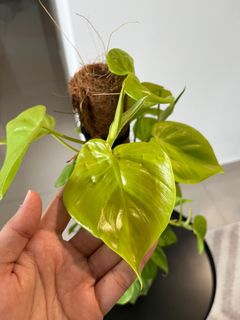 (Category: ) located in . Submitted by more.plants.here (Listing ID 1457473928, Image 1). Description: .
