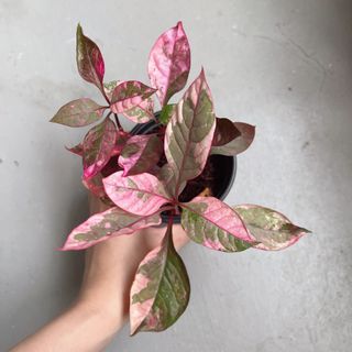 (Category: ) located in . Submitted by danichan_foliage (Listing ID 1457397978, Image 1). Description: .